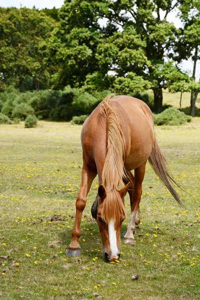 在新目录林中的栗色小马吃草 — 图库照片