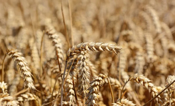 Spiga singola di grano maturazione contro il raccolto — Foto Stock