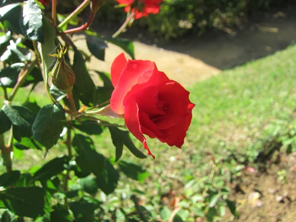 Una rosa, ένα τριαντάφυλλο — Φωτογραφία Αρχείου