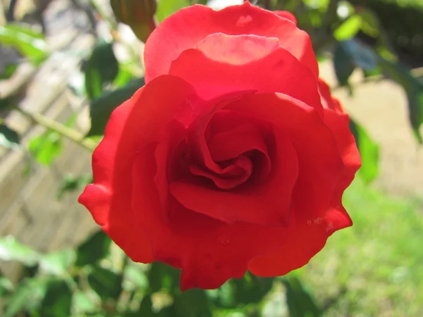 Una rosa, a rose — Stock Photo, Image
