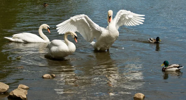 Anatre e cigni nel Parco Holyrood — Foto Stock