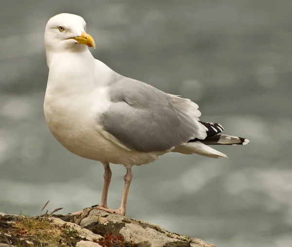 Seagull on the background of the sea — Stock Photo, Image