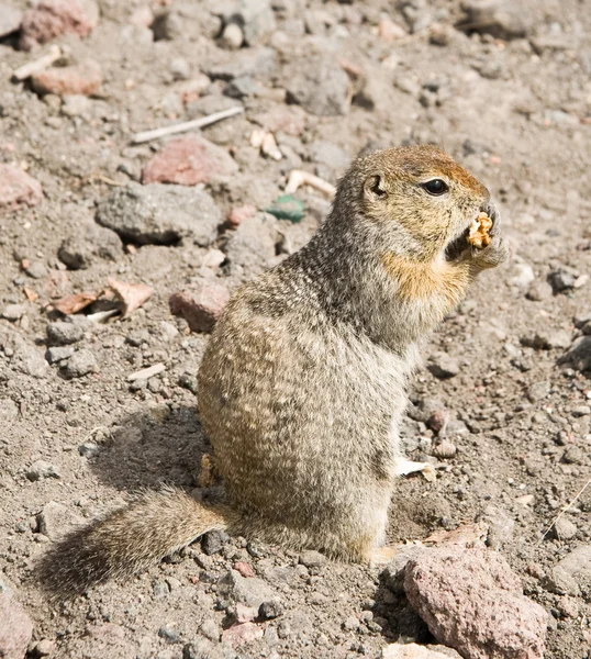 Sincap (Kamçatka gopher)