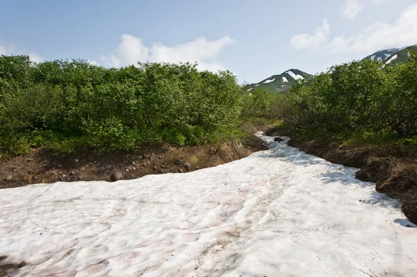 Cama de arroyo nevado en Kamchatka Imagen De Stock