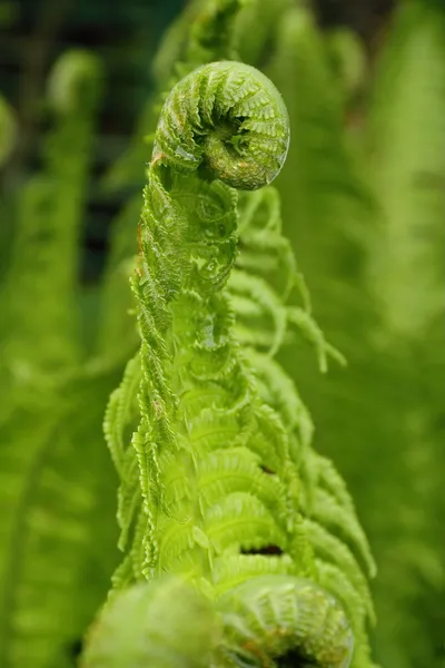 Unga ormbunksblad — Stockfoto