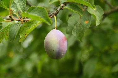 Erik meyve ağacı üzerinde