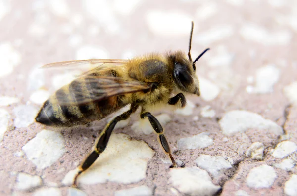 Sitting bee — Stock Photo, Image