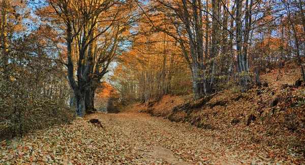 Straßenbaumtunnel im Herbst — Stockfoto