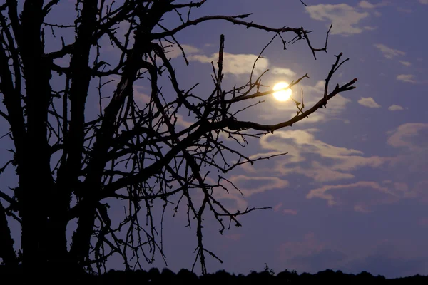 月と枝 — ストック写真