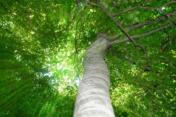 Zelený strom pozadí — Stock fotografie