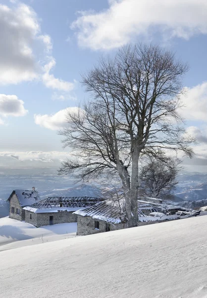 Árvore congelada no topo da montanha e vista de cadeias de montanhas distantes — Fotografia de Stock