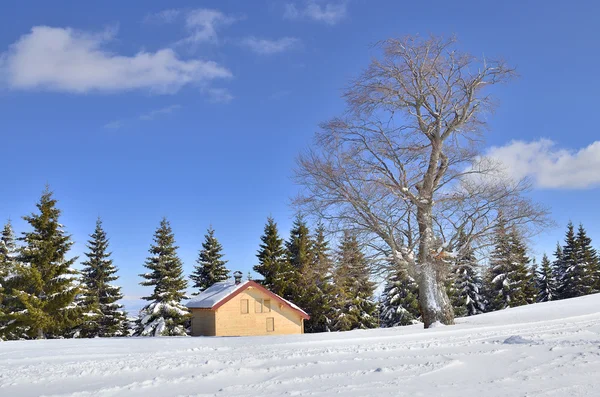 Snow krajina — Stock fotografie