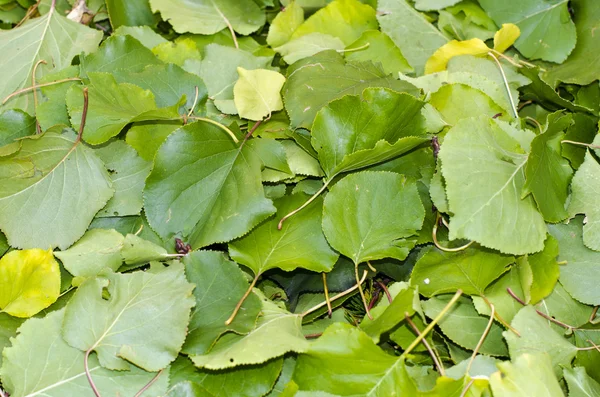 정원에서 타락 한 녹색 잎 — 스톡 사진