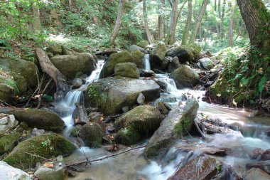 Orman şelale ve kayalar