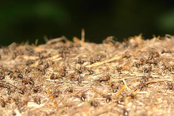 Karıncalar yuva forrest closeup içinde