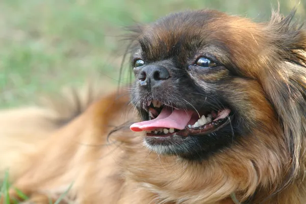 Bela pekingese deitado na grama relaxado e língua para fora, close-up — Fotografia de Stock