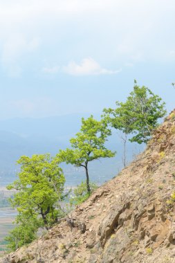 ağaçlar deniz arka planda dağlarda