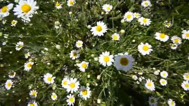 Fond vidéo naturel. Les marguerites fleurissent dans la prairie. HD, prise de vue de grue grand angle . — Video