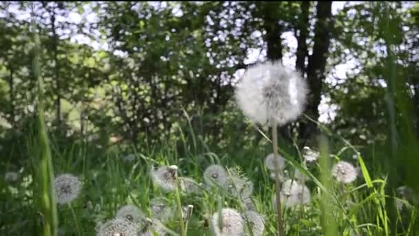 Paardebloem achtergrond, kraan schieten — Stockvideo