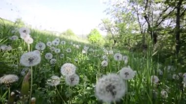 doğal video arka plan. Dandelions çayırda