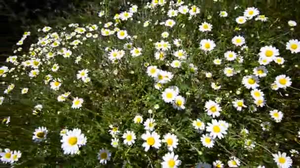 Sfondo video naturale. Fiori di margherite nel prato. HD, tiro con la gru ad angolo largo . — Video Stock