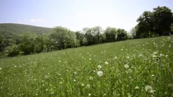 Dandelion, Blowballs, wishies, crane — Stock Video