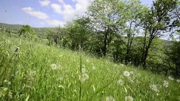 Paardebloemen en gras medow, kraan — Stockvideo