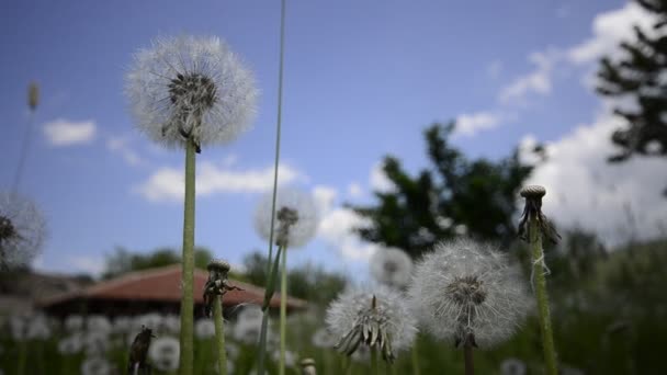 Diente de león sobre el viento y el fondo del cielo azul — Vídeos de Stock