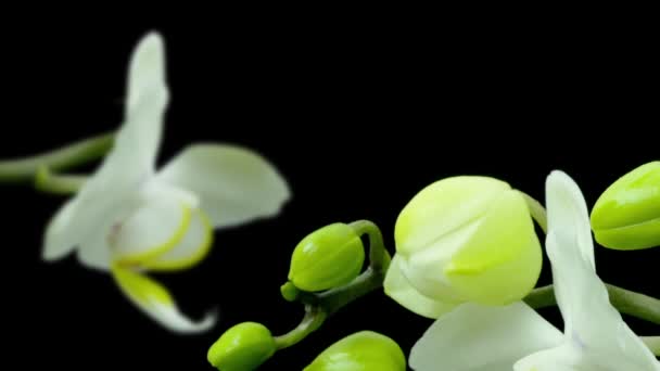 Tres orquídeas Phalaenopsis que florecen - Primer plano - Time lapse — Vídeo de stock