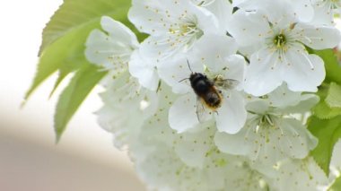 bal arıları çiçek nektarı, sığ alan derinliği arka plan toplamak