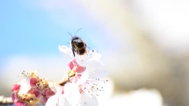 Honey bees collect flower nectar and having love dance on bright background. shallow field of depth — Stock Video