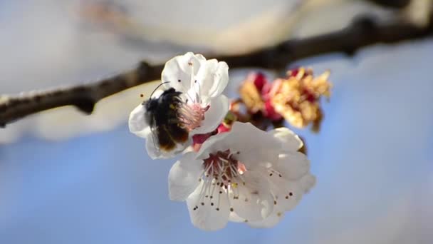 Le api di miele raccolgono il nettare di fiore e avendo ballo di amore. campo di profondità poco profondo — Video Stock