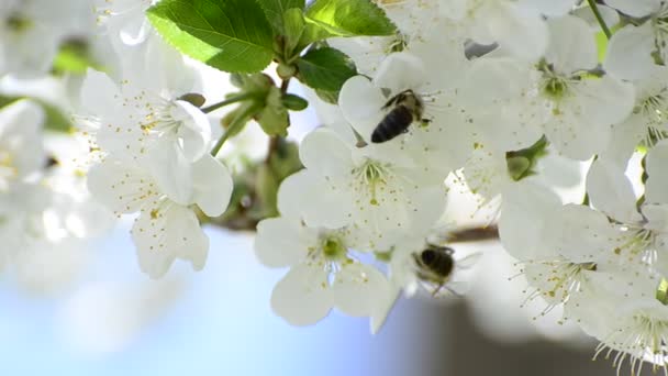 Abejas de miel recogen néctar de flores en primavera, campo poco profundo de fondo — Vídeo de stock