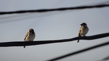 Song Sparrow (Melospiza melodia) renkli bir arka plan ile