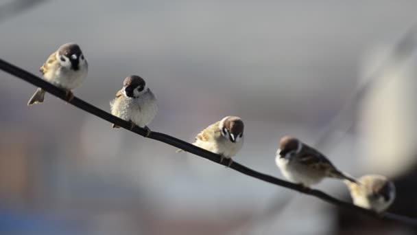 Pájaros gorriones sentados en alambre — Vídeo de stock