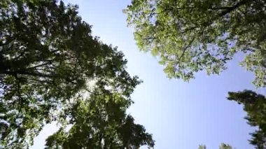 ağaçlar çekim video