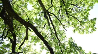 HD Vinç: güzel ağaç başında parlak mavi gökyüzü ve güneş ışınları, geniş açı