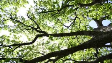 HD Vinç: Güzel ağaç tops