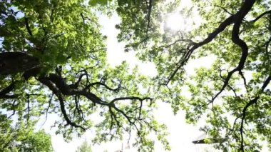 HD Vinç: Güzel ağaç tops