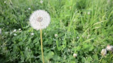 Dandelions çiçek olarak çayır