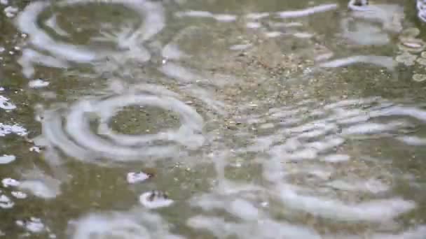 Съемки крупным планом дождевые капли на поверхности воды — стоковое видео
