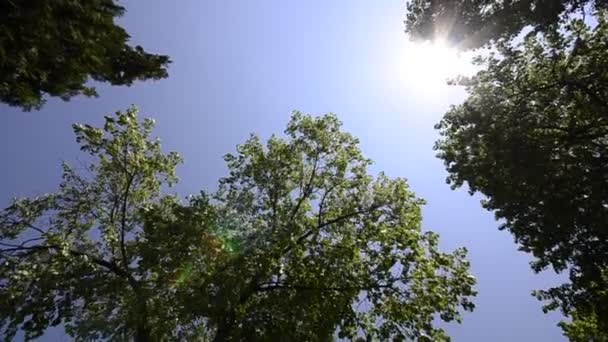 HD CRANE: верхушки деревьев — стоковое видео