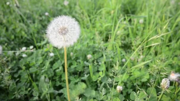 Dandelions flower on meadow — Stock Video