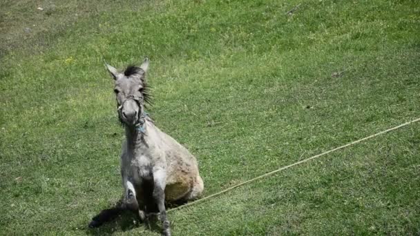 Mula de burro — Vídeo de Stock