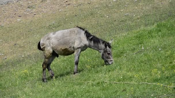 âne mule en vert entourant regardant la caméra 
