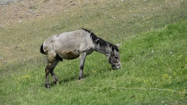 Ezel mule in groen kijken naar de camera rond — Stockvideo