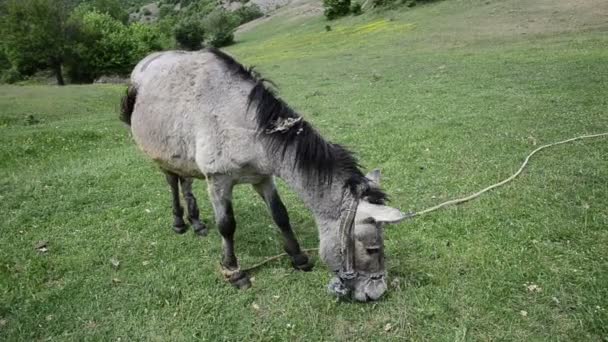 Wide angle take of a donkey mule head — Stock Video