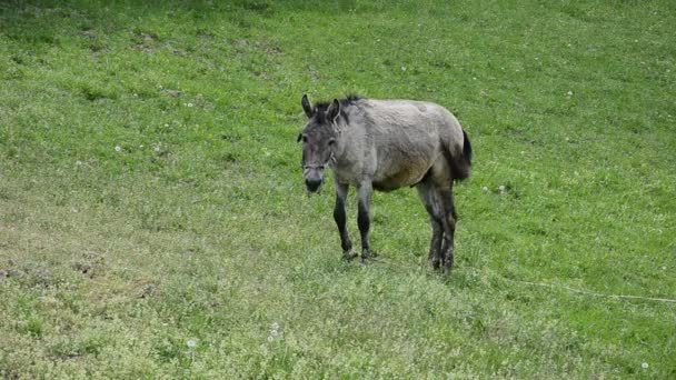 Donkey mule ass — Stock Video