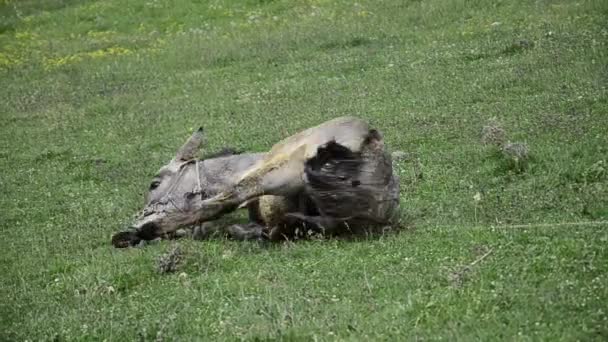 Pâturage des ânes sur le terrain — Video