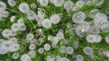 Dandelions ve çim yukarıdan geniş arka plan